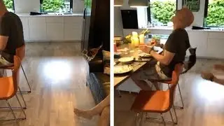 Ninja Kitten Leap Onto Owner's Back