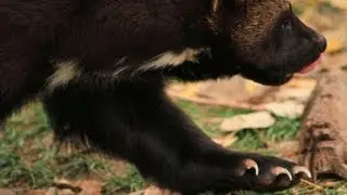 Conservation Media&reg; - Wolverine Foundation