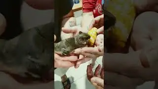 This ULTRA RARE Florida Flying Squirrel Is ADORABLE🤯