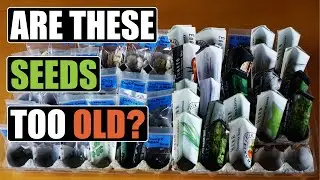 Testing Seed Viability - Easy Germination Technique