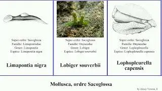 Mollusca, ordre Sacoglossa nigra capensis Lebowitz pavonina noctisstellatus Lobiger Catch Cyerce