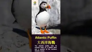 English Journey Through the Animal Kingdom：『Atlantic Puffin (大西洋海鸚)』@HappyEnglish2024     #english