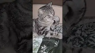 #стэтхэмозвучка #стэтхэм #видосыоткота #cat #веселыекоты #кот #юмор #прикольныекоты #котик #kitten