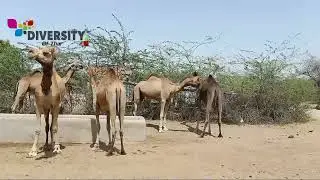 Camels Of Thar Get Together || Camel Itching Her Camel || Tharparkar Camels