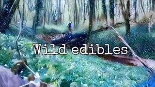 Eat from the wild