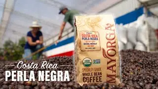 Mayorga Organics 🌿 Perla Negra, Costa Rica 🇨🇷