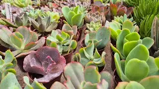 🌱 &ldquo;Reaproveitando caules de suculentas: multiplicando a beleza da natureza!&rdquo; 🌿