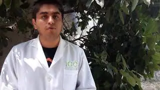 Brain Up 10 Mente Activa