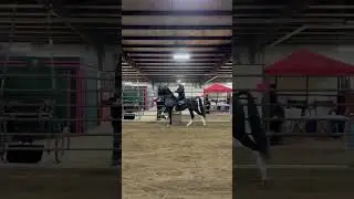 My Stallion Hubert VDM 7th time under saddle