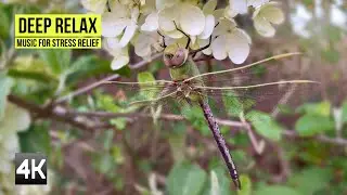 4K Spring in Georgia USA with Beautiful CALM PIANO MUSIC for Stress relief, relaxing and meditation