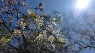 Lo que encontré en este árbol 😱🐛