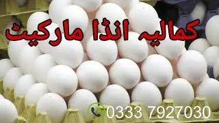 kamalia eggs markeet wholesale