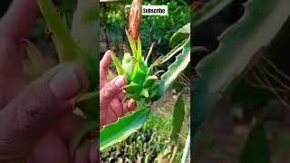 dragon fruit 🪴#gardening #flower #plant