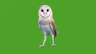 cute owl | green screen