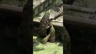 This crocodile behavior is absolutely bonkers #wildlife #zoo #animals