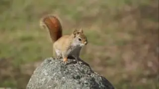Squirrel Squirrel on a Rock (That's a Big One)
