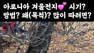 아로니아 겨울전지💕 시기? 방법? 왜(목적)? 열매 많이 따려면? 절단전정? 솎음전정?😃