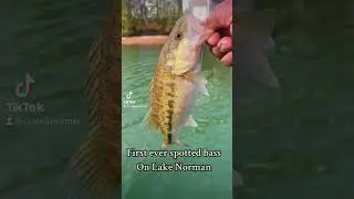 First Ever Spotted Bass On Lake Norman