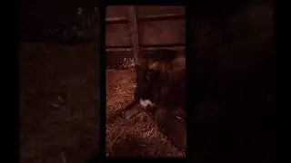 Do cows sleep standing up?