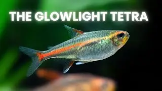 GLOW LIGHT TETRA DETAILED GUIDE | A-Z GUIDE FOR BEGINNERS AS WELL AS EXPERIENCED FISH KEEPERS
