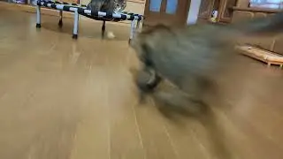お気に入りのアイテムゲットの小港君…唸り声が…😹🐾