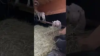 Angora goats Eating dinner