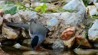 increíble como acuden los pajaros a este bebedero y comedero.cuidemos el medio Ambiente.