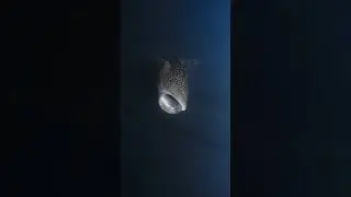 How do Whale sharks eat their meals  #whaleshark #scary #thalassophobia