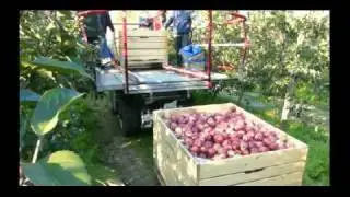 Zbiór jabłek z platformy mobilnej Orsi Cross 2010r. ( Apple picking - Orsi Cross )