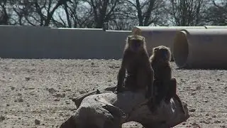 Texas Biomed facility to address research-threatening primate shortage