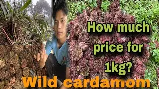 Village boy collecting wild cardamom in jungle || #taniamasto #2024 #newvideo #popular