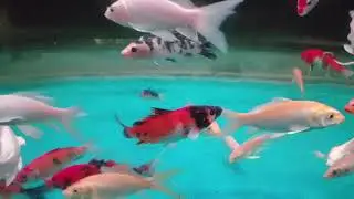 аквариумные рыбки #освежающе