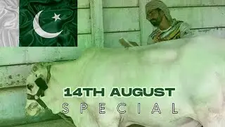 14th August Special Farm pe Cattle update | Pakistan Zindabad #bakraeid #cowvideos #cowlover #azadi