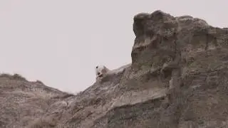 Circle of LIfe The Rut