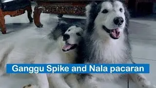 Gangguin Spike dan Nala pacaran ...