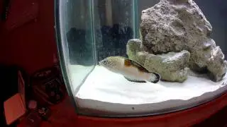 Twin Spotted Wrasse gets fed and throws his food up!
