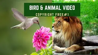 Bird and Animal Copyright Free Video Compilation part 1 #copyrightfree
