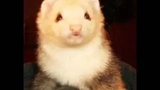 Pet Photo Fun HAPPY BIRTHDAY SONG FOR FERRET LOVERS