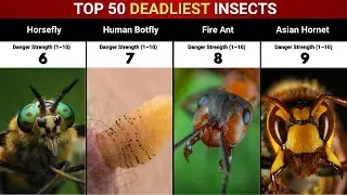 Top 50 Most Dangerous Insects on Earth | Deadliest Bugs, Stings & Bites Ever Recorded