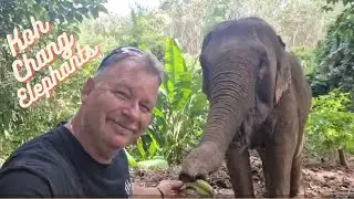 Koh Chang Klong Son Elephants in NATURAL JUNGLE NEAR WATERFALL