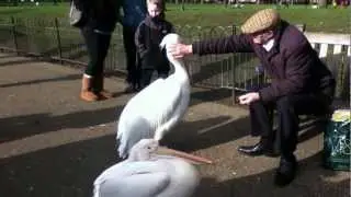 Pelicans being stoked St James Park