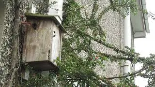 Bombus hypnorum