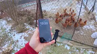 Новый iPhone и ещё немного Бруно. Короткий зимний видеоблог.