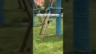 When a robot dog meets a real dog         #rescuedog #dogsofinstaworld #of #dogmom #lovedogs