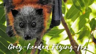Back from the Brink - Season 2 Episode 2 - Grey-headed Flying-fox