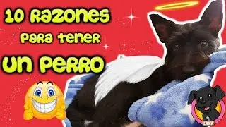 10 Razones para adoptar un PERRO PEQUEÑO como Lana