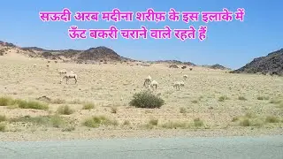 मदीना शरीफ के इस इलाके में रहते हैं ऊँट और बकरी चराने वाले लोग Saudi Arabia Madina | Khan Youtuber