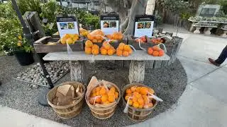 4K Walking Tour | Roger's Gardens | Plant nursery in Newport Beach, California| DJI OSMO 6 | Part 2