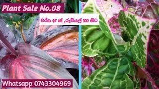 Plant Sale no. 08#වර්ග 45ක් රු.100/- සිට🍀🍀🌸Whatsapp 0743304969. #වර්ණවත් Plants🌻🌹💐 එකතුවක් 