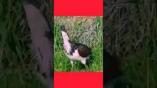 Black-faced Ibis: Unique Bird Behavior & Sounds #BlackFacedIbis#UniqueBirds#WildlifeExploration